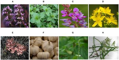 Novel and Alternative Therapeutic Strategies for Controlling Avian Viral Infectious Diseases: Focus on Infectious Bronchitis and Avian Influenza